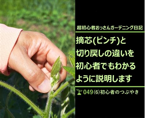 ホウセンカ 摘心|切り戻しと摘心 (ピンチ) お花を美しく長く楽しむポイント